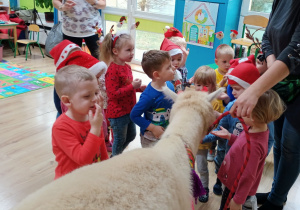 Spotkanie dzieci z alpakami